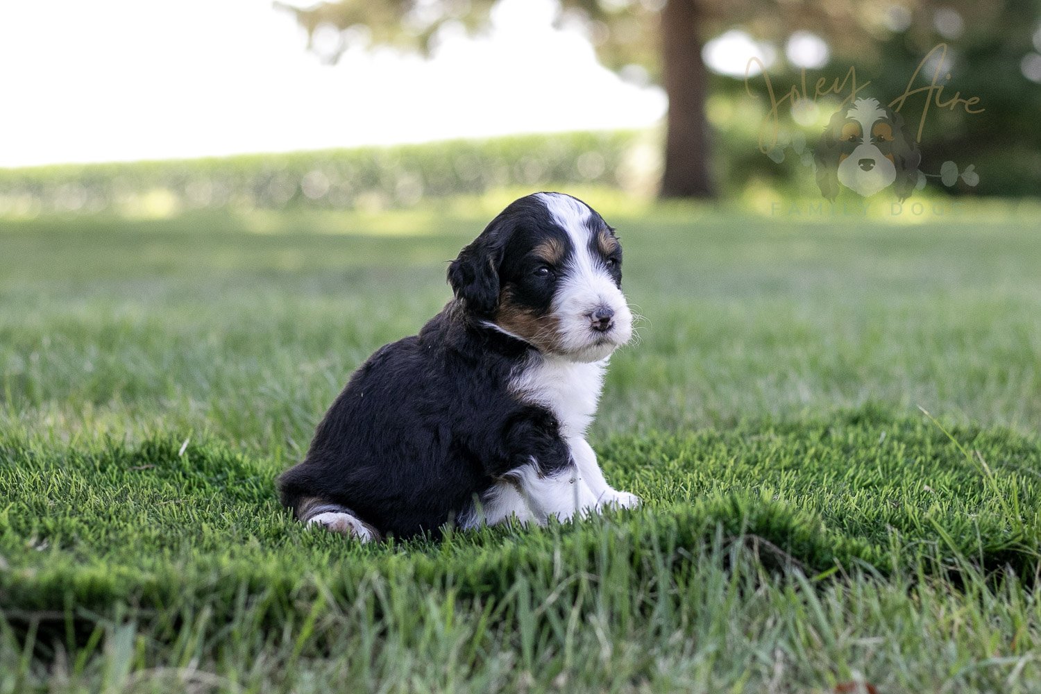 Zion Bernedoodle Puppy-327.jpg