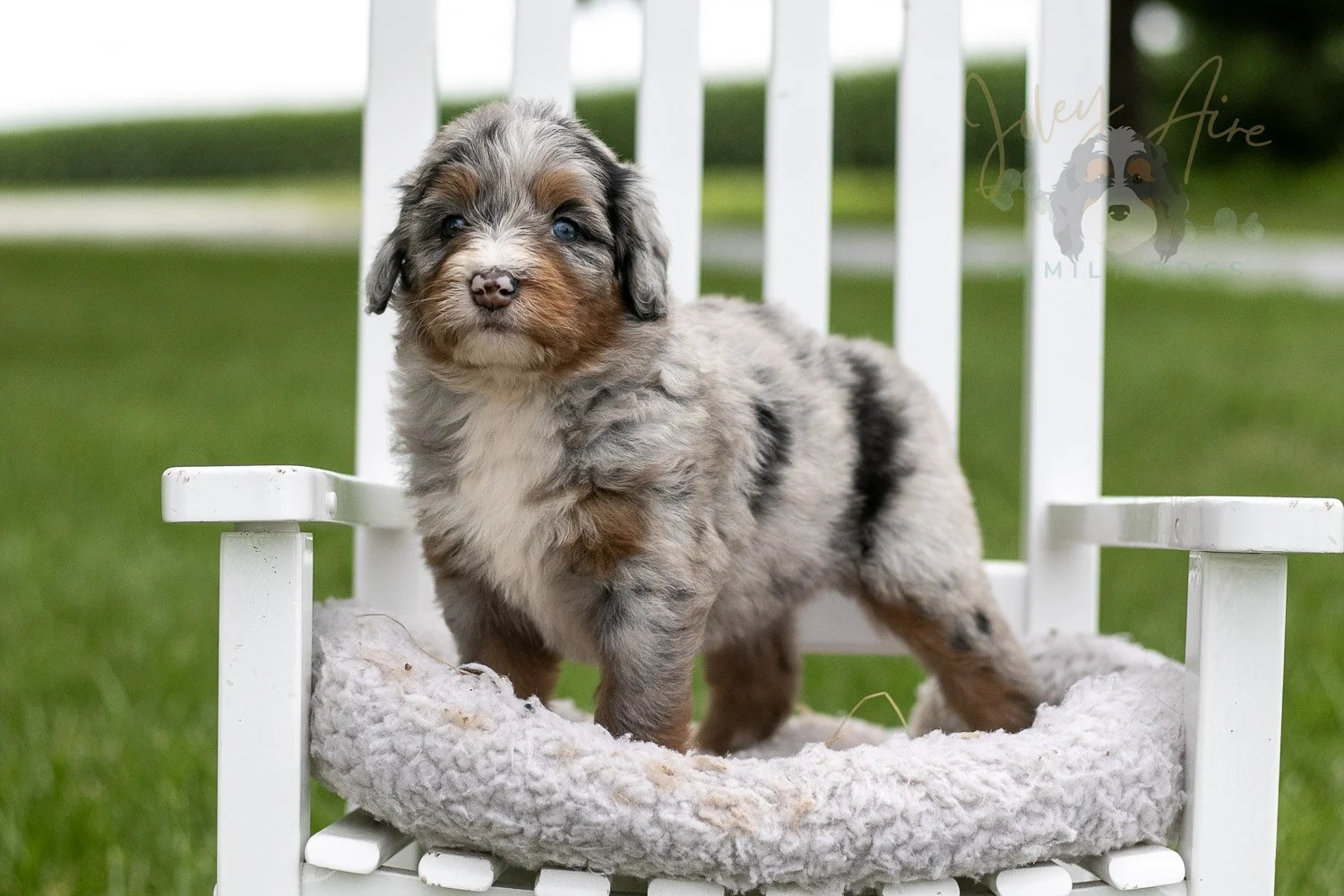 Rachel Lynde Bernedoodle Puppy-1005.jpg