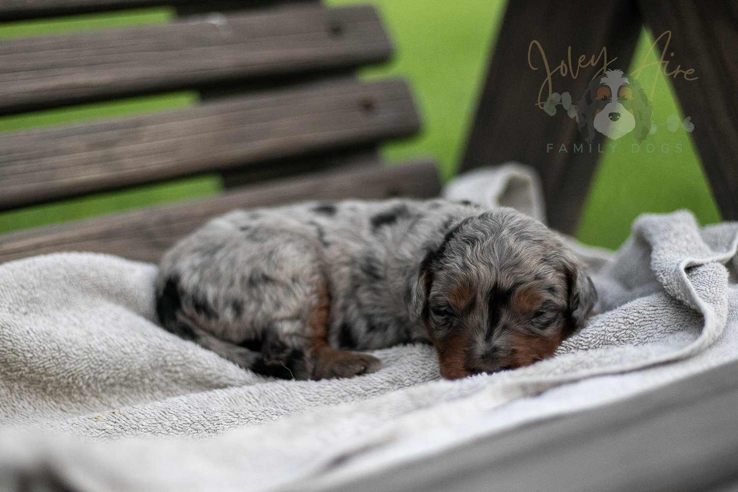 Marilla Cuthbert Bernedoodle Puppy-57.jpg
