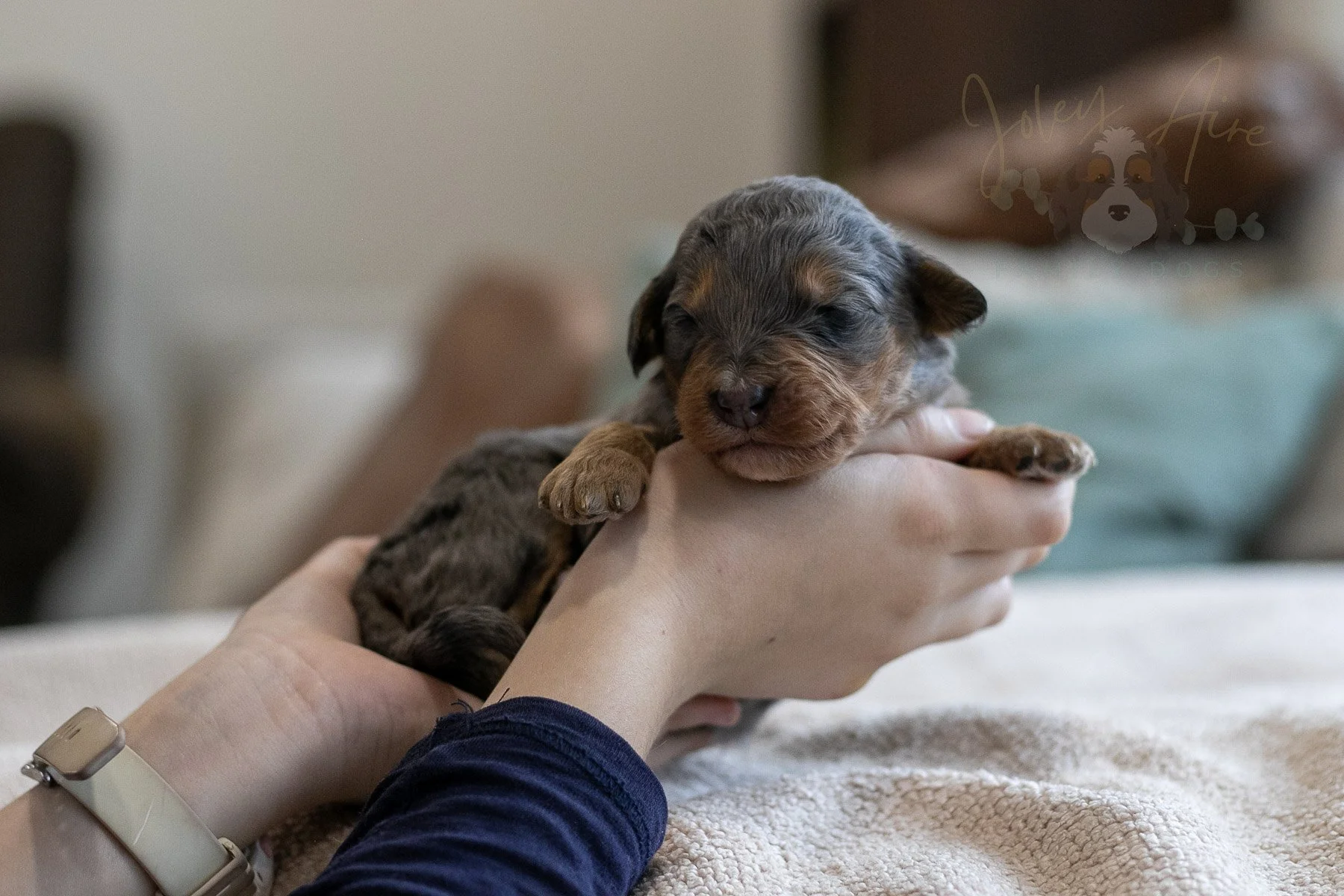 Summit - Phantom Merle Female Bernedoodle Puppy