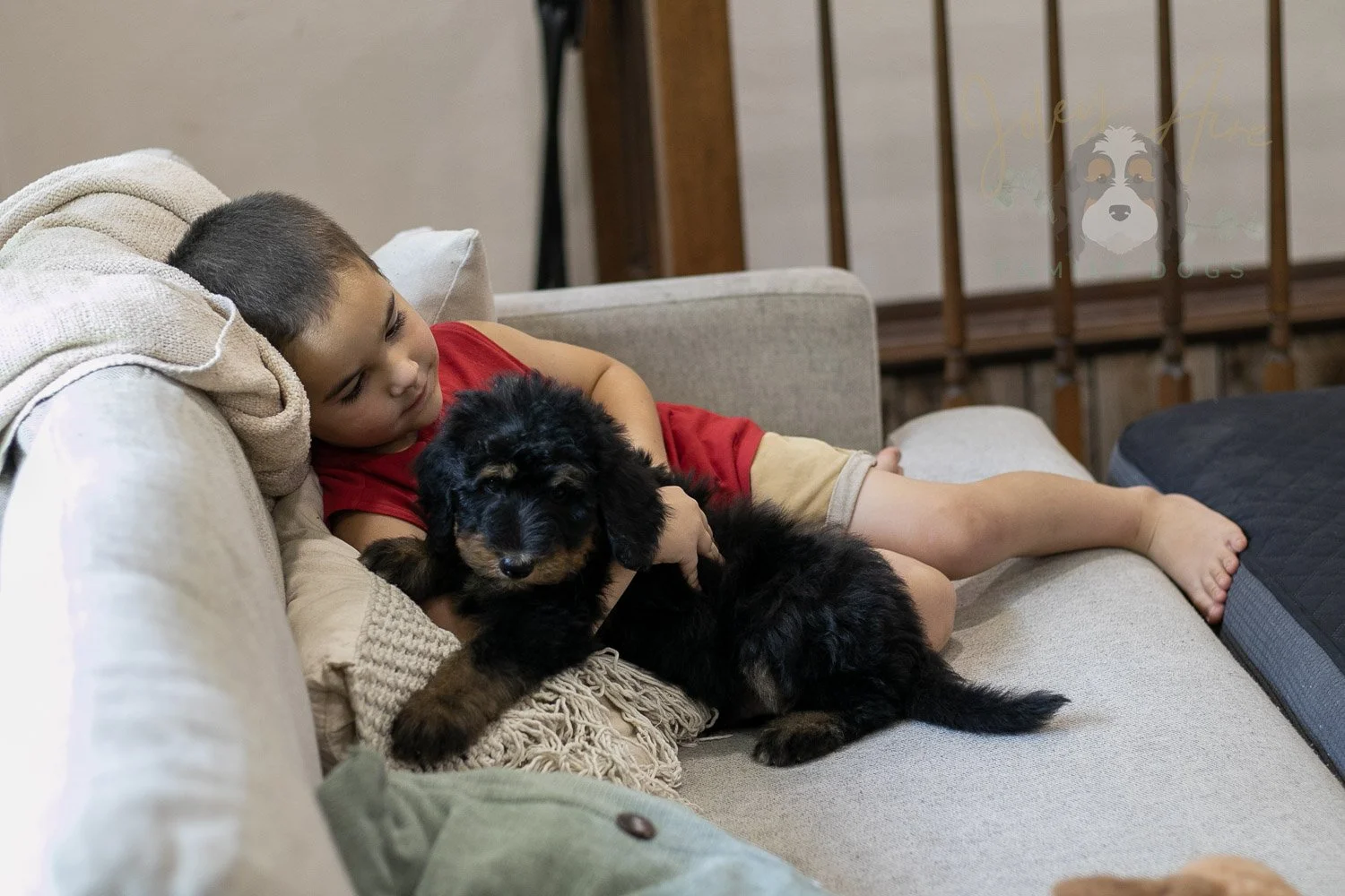 Gilbert Bernedoodle Puppy-341.jpg