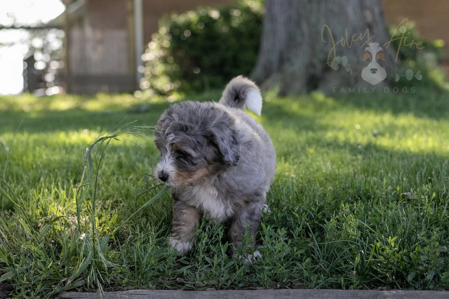 Drum Bernedoodle Puppy-24.jpg