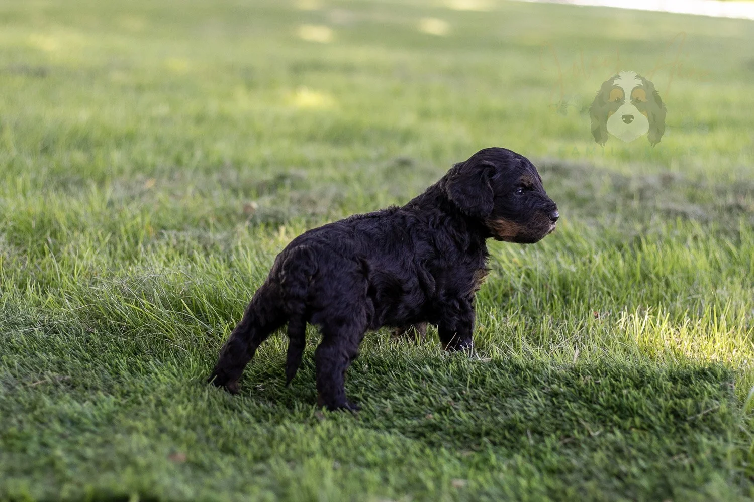 Bryce Bernedoodle Puppy-408.jpg