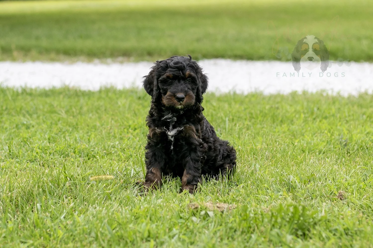 Denali Bernedoodle Puppy-109.jpg