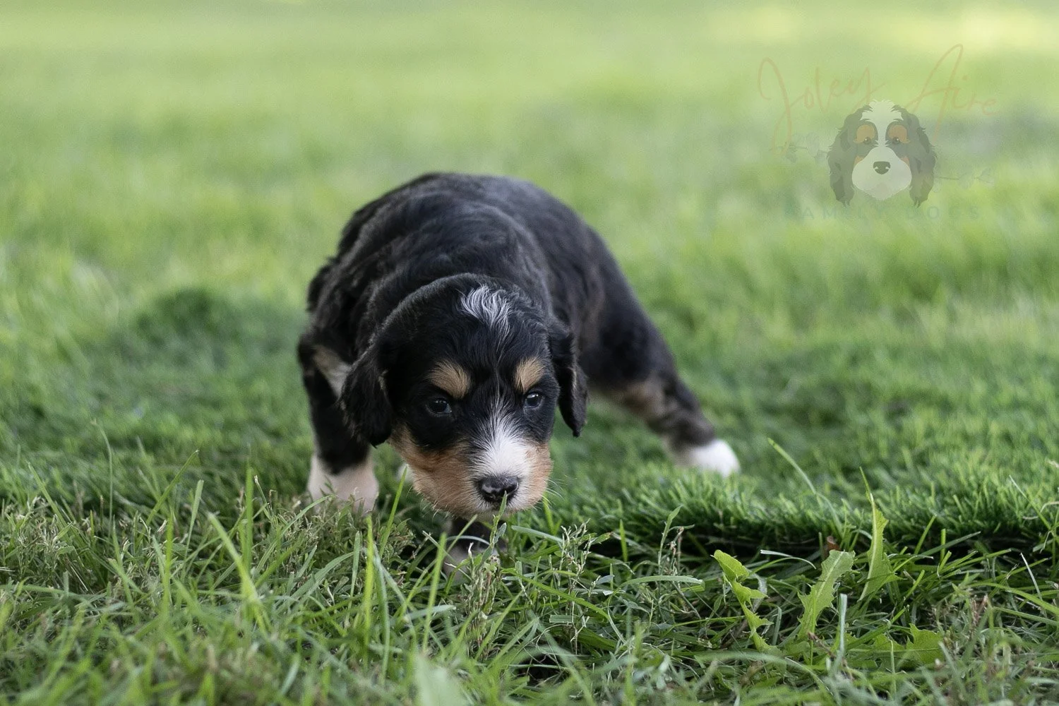 Walter Shirley Bernedoodle Puppy-446.jpg