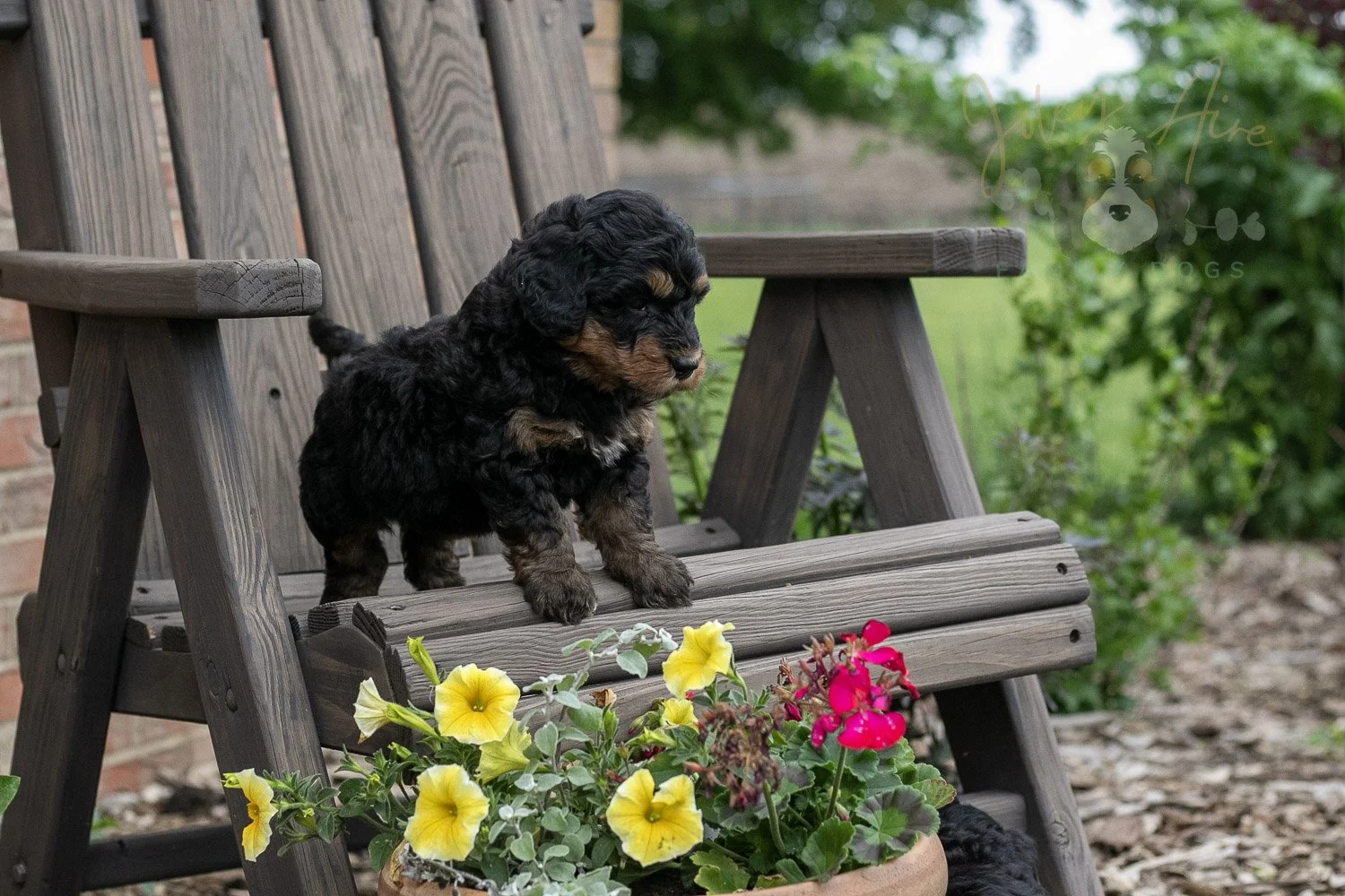 Guitar Bernedoodle Puppy-10.jpg