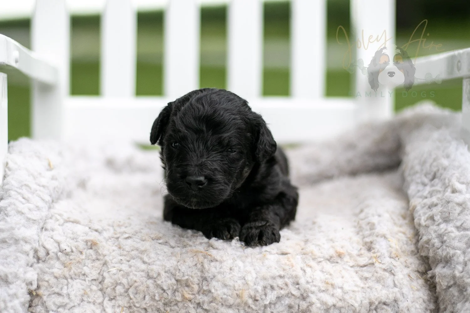 Andy Warhol Bernedoodle Puppy-716.jpg