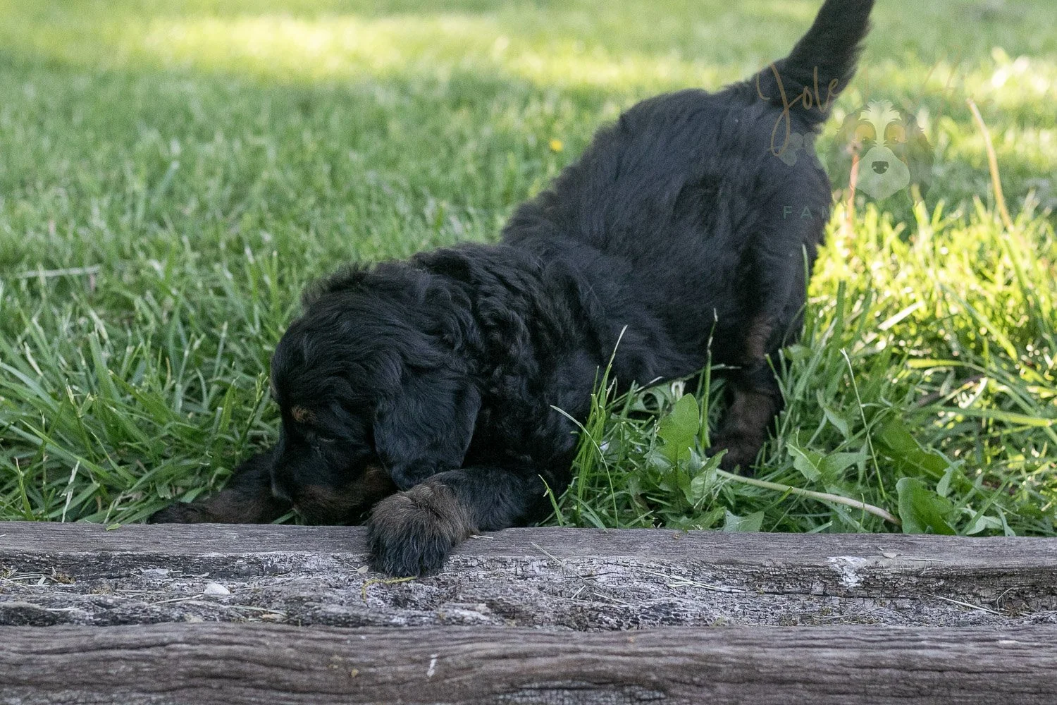 Piano Bernedoodle Puppy-5.jpg