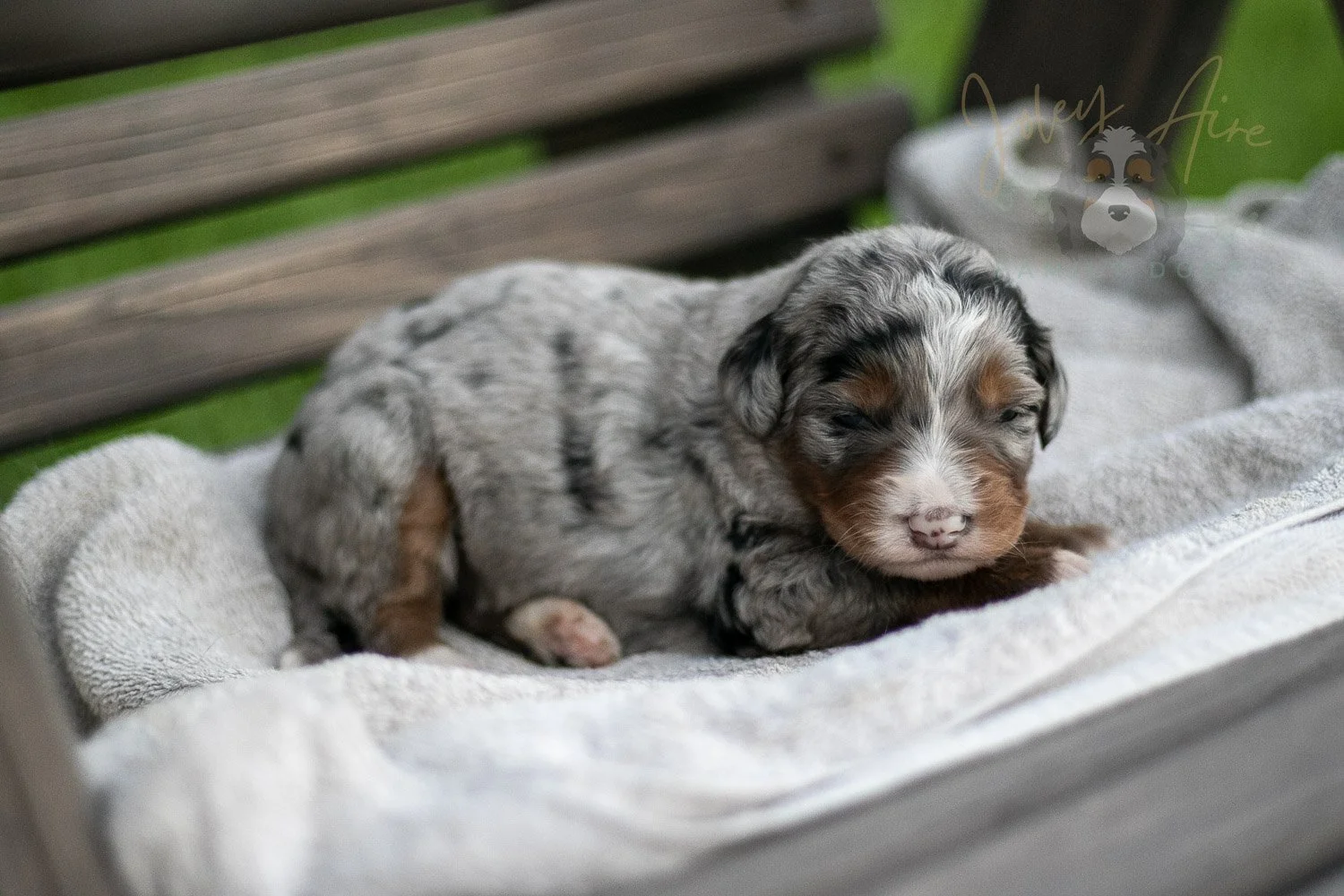 Rachel Lynde Bernedoodle Puppy-43.jpg
