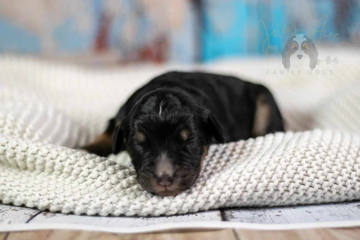Georgia O'Keefe Bernedoodle Puppy-77.jpg