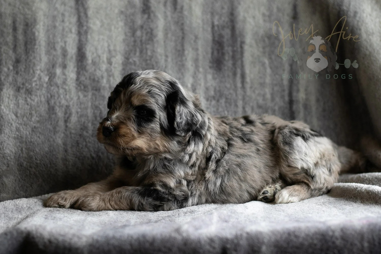 Frida Bernedoodle Puppy-144.jpg