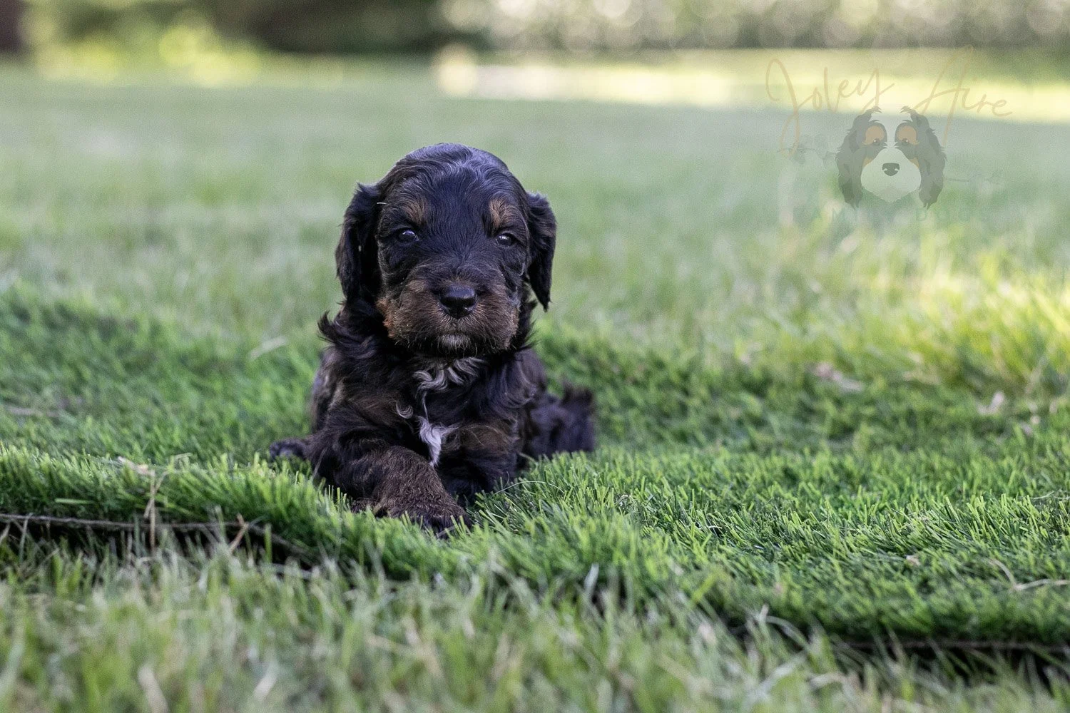 Denali Bernedoodle Puppy-320.jpg