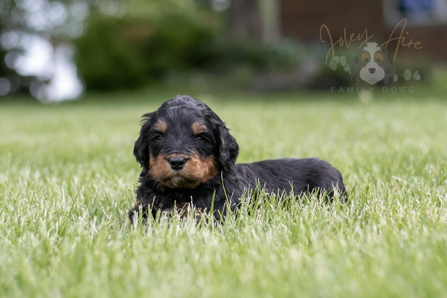 Guitar  Bernedoodle Puppy-115.jpg