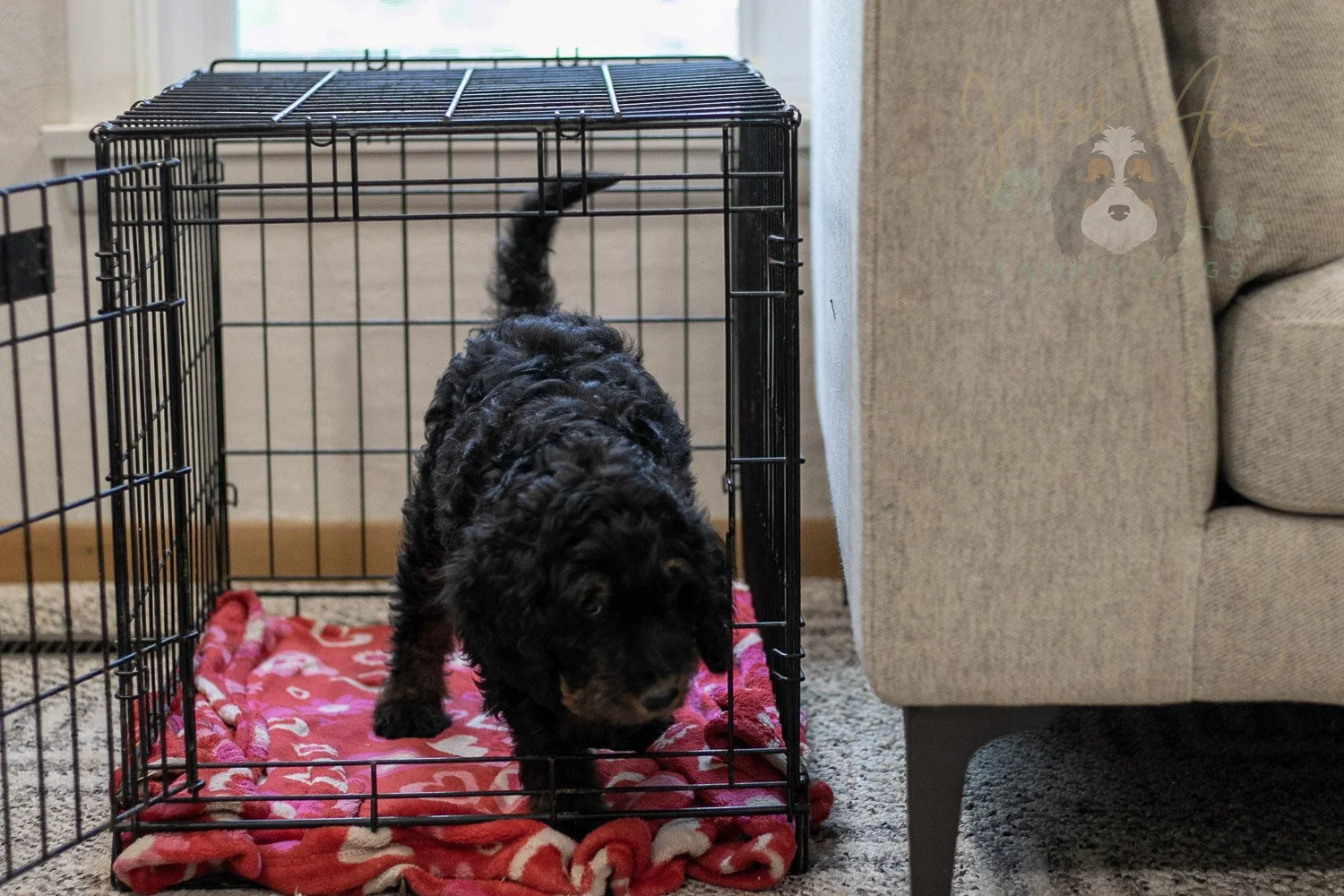 Bryce Bernedoodle Puppy-388.jpg