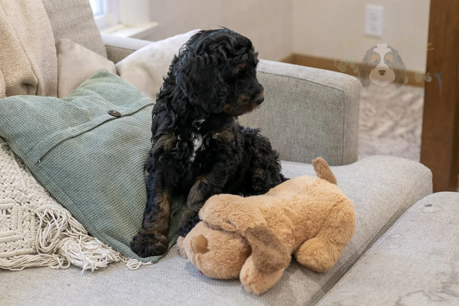 Denali Bernedoodle Puppy-554.jpg