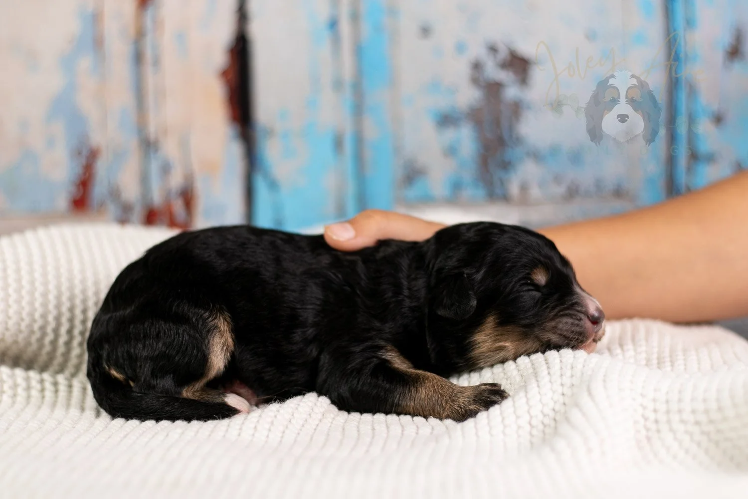 Da Vinci Bernedoodle Puppy-106.jpg