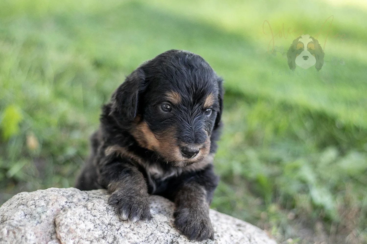 Gilbert Blythe Bernedoodle Puppy-593.jpg