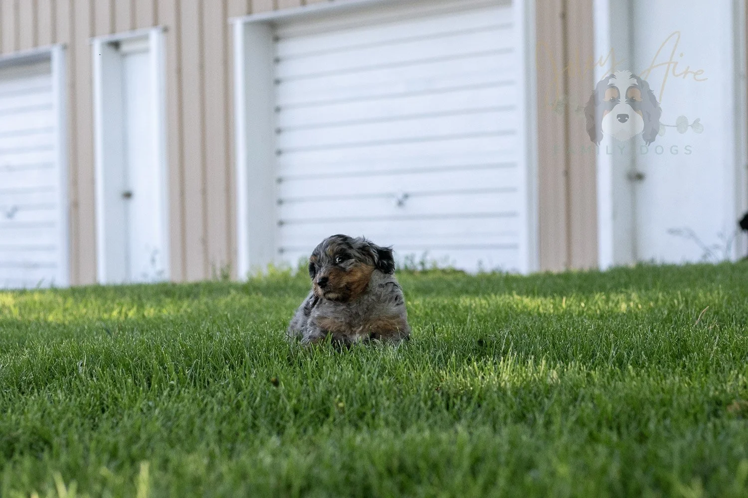 Ukulele Bernedoodle Puppy-29.jpg