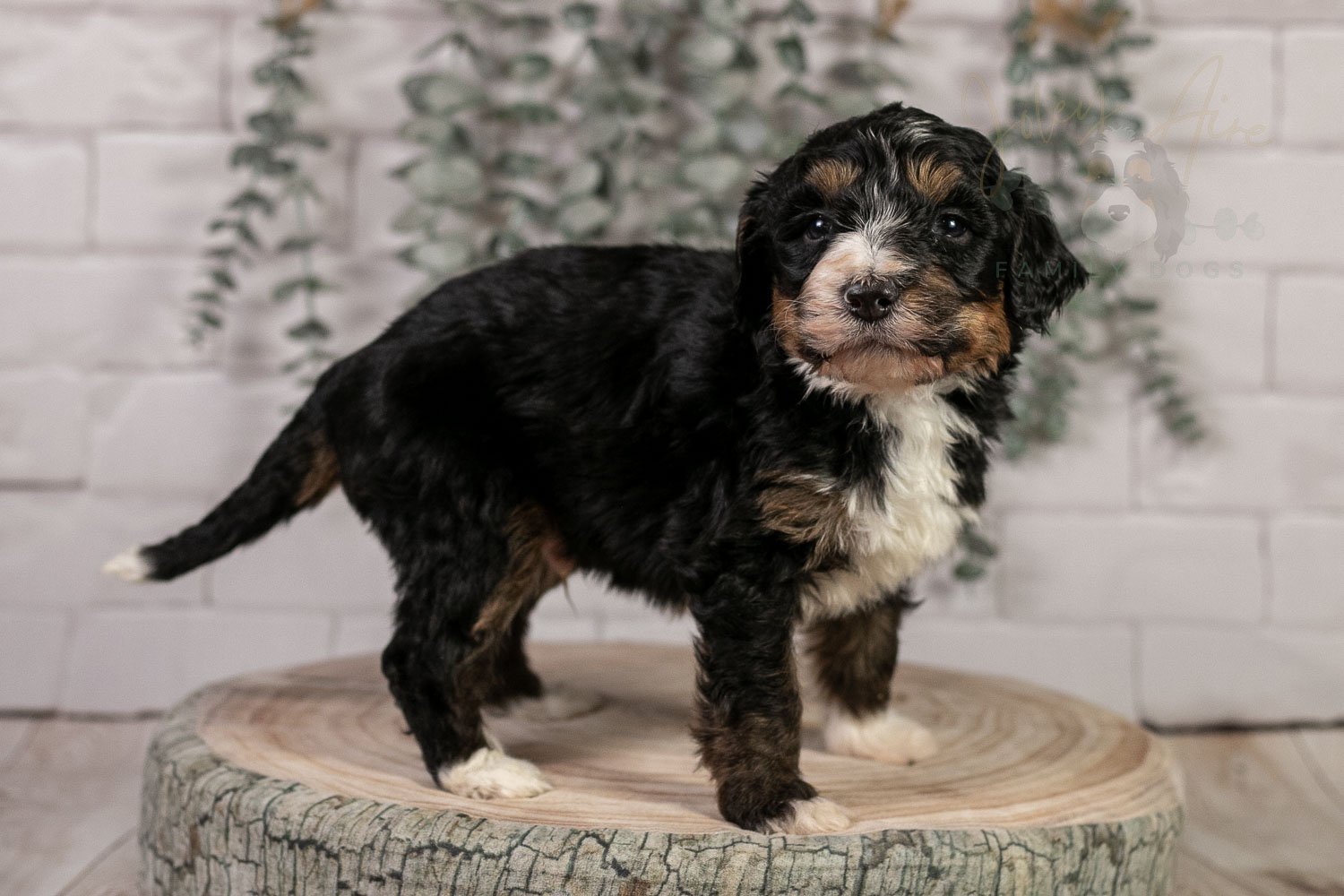Hockey - Tri-color Male Bernedoodle Puppy