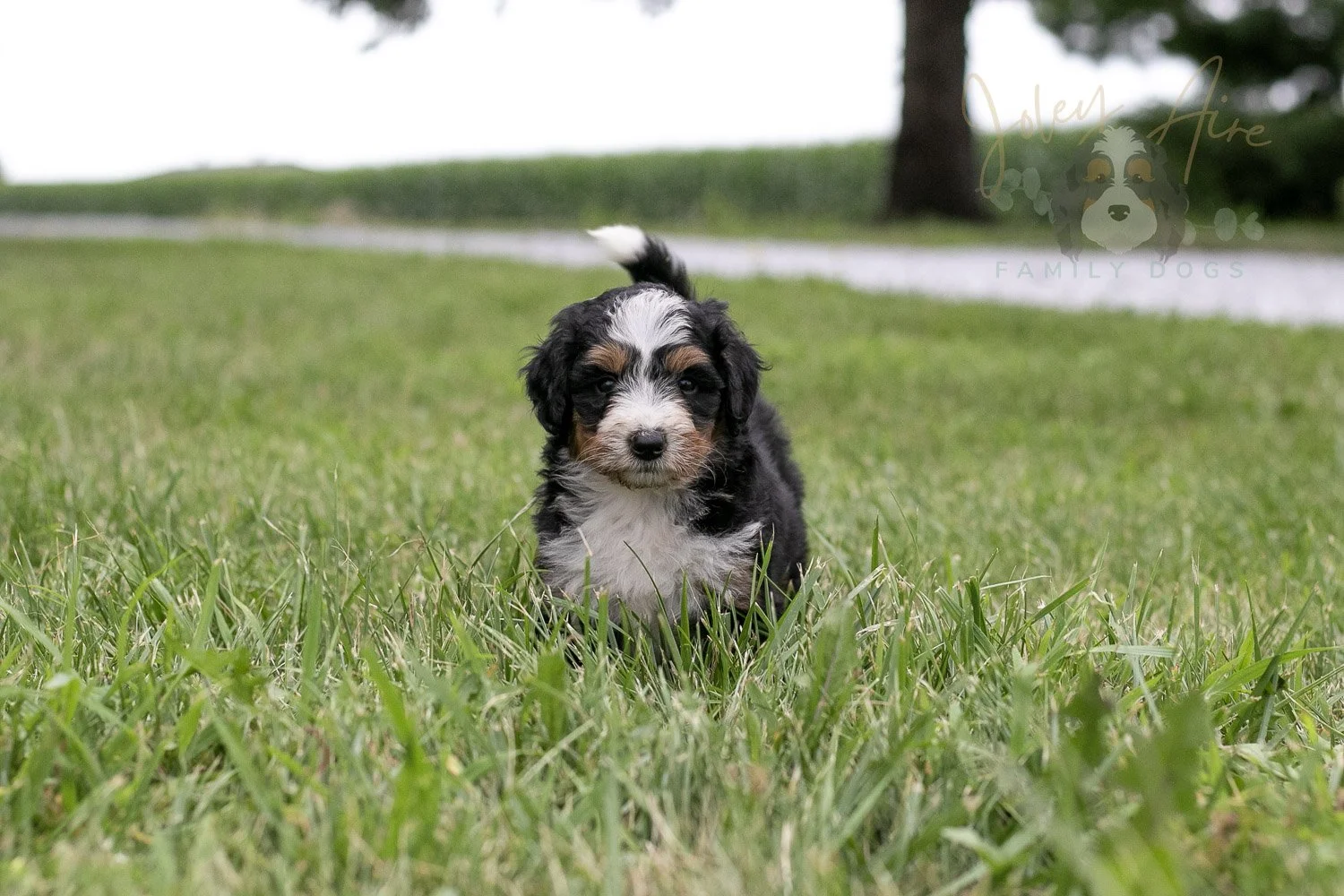 Diana Barry Bernedoodle Puppy-62.jpg