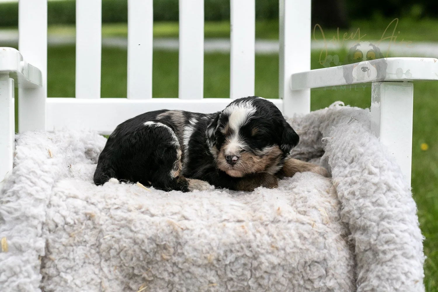 Artemisia Bernedoodle Puppy-658.jpg