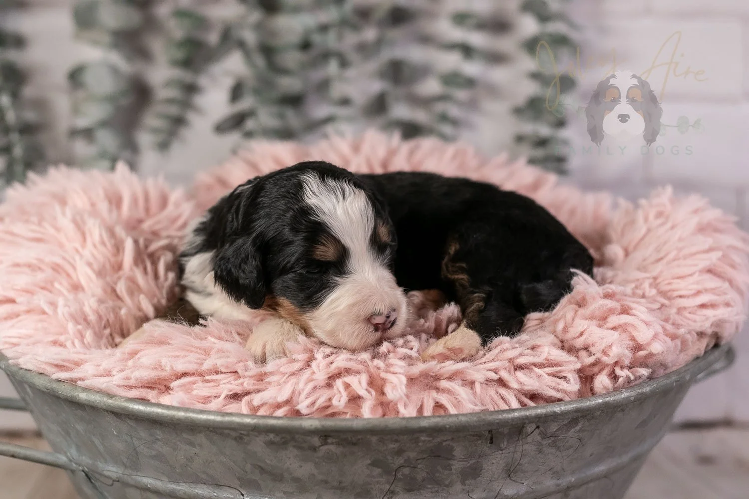 Harmonica Bernedoodle Puppy-21.jpg