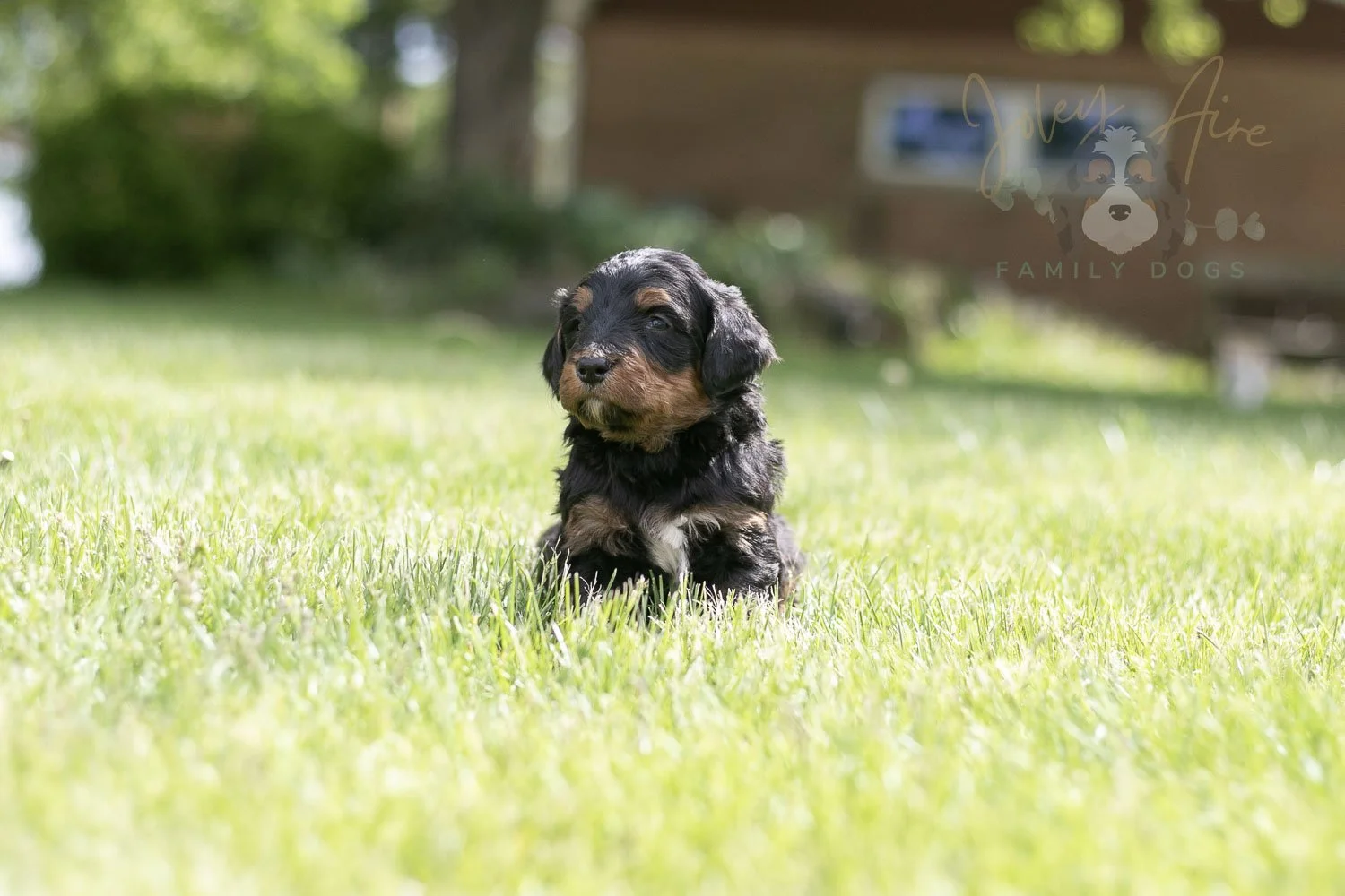 Banjo Bernedoodle Puppy-20.jpg