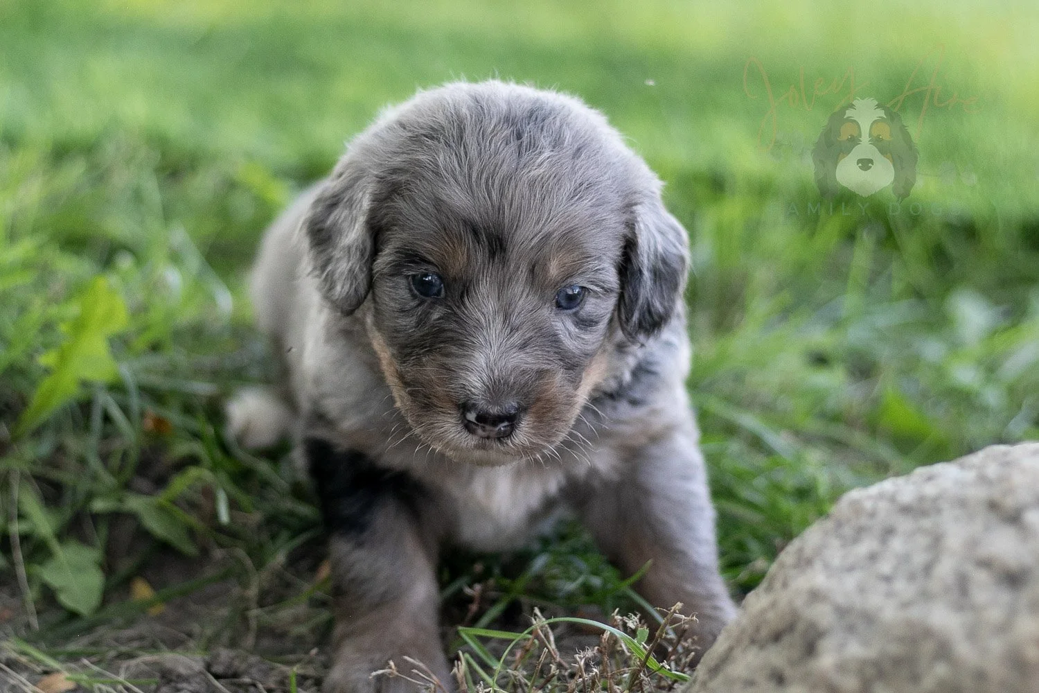 Matthew Cuthbert Bernedoodle Puppy-603.jpg
