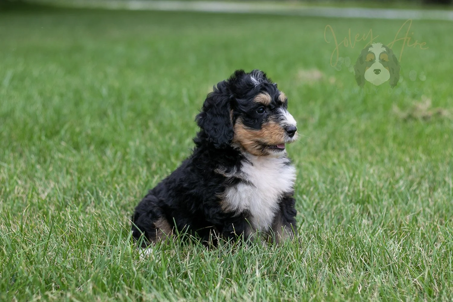 Walter Bernedoodle Puppy-22.jpg