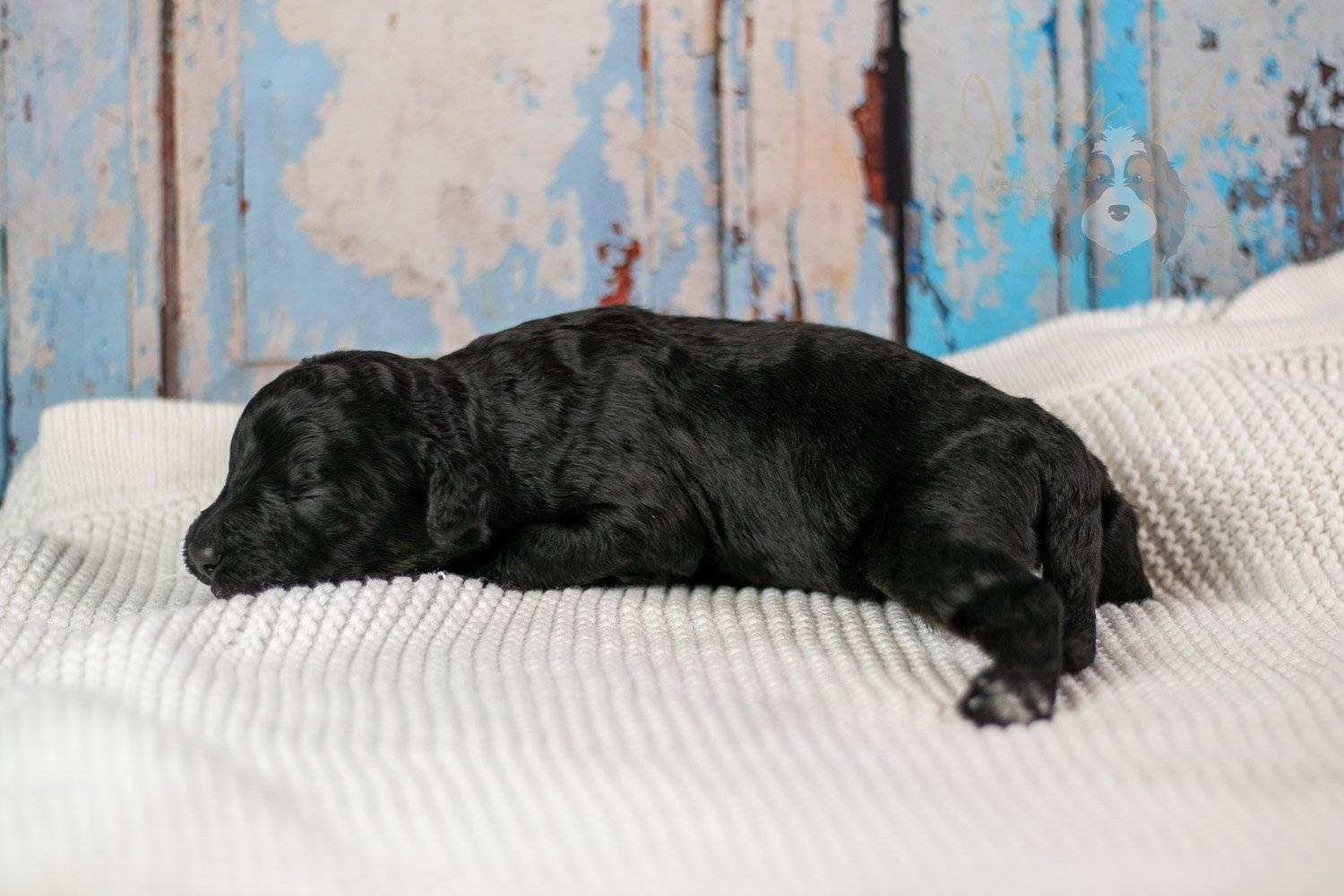 Andy Warhol Bernedoodle Puppy-204.jpg
