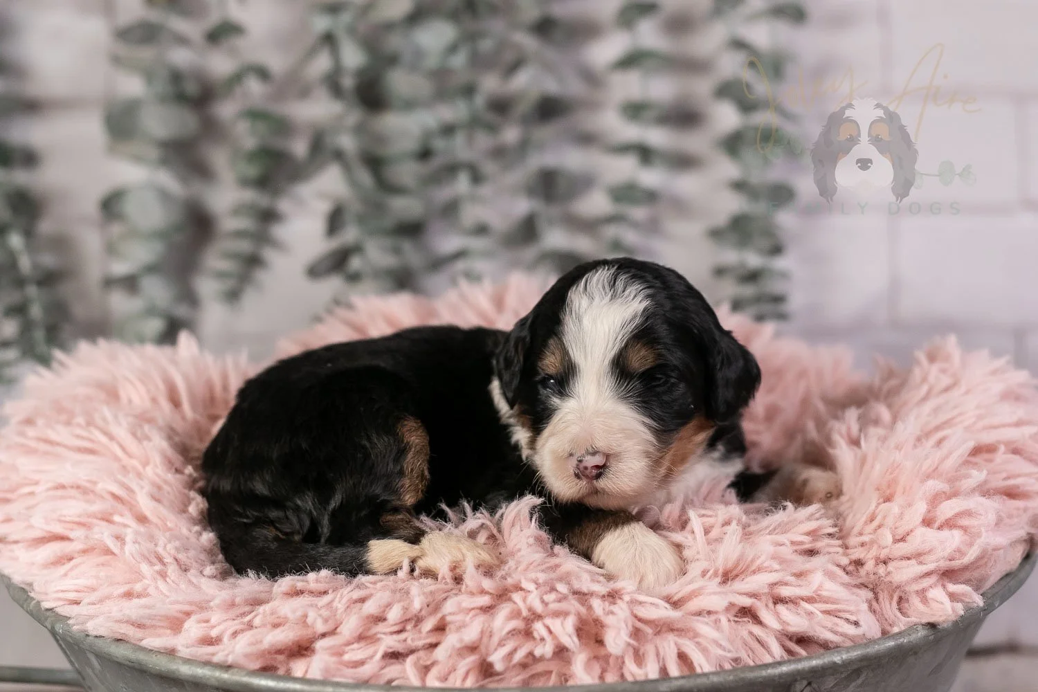 Harmonica Bernedoodle Puppy-29.jpg