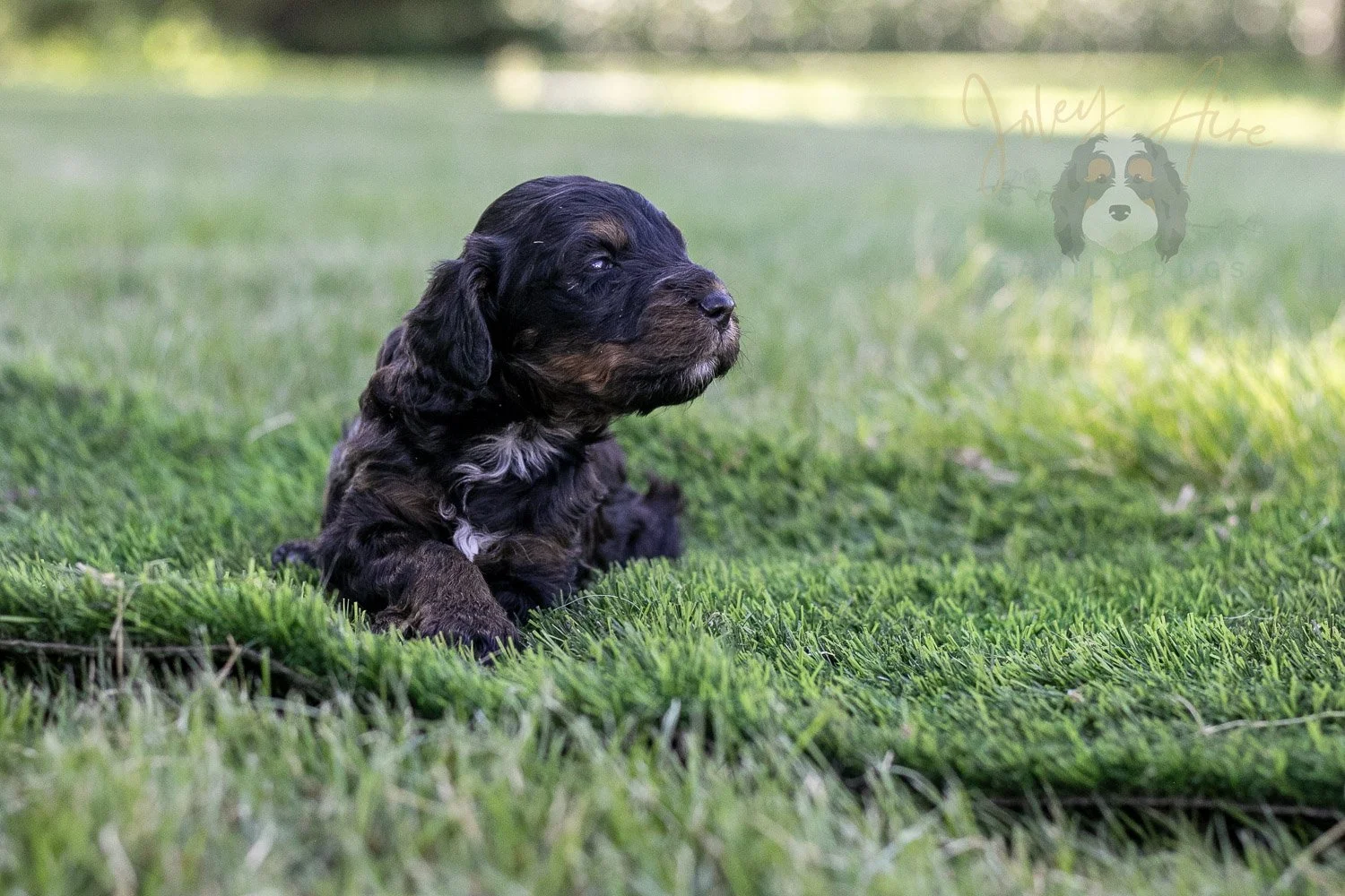 Denali Bernedoodle Puppy-319.jpg