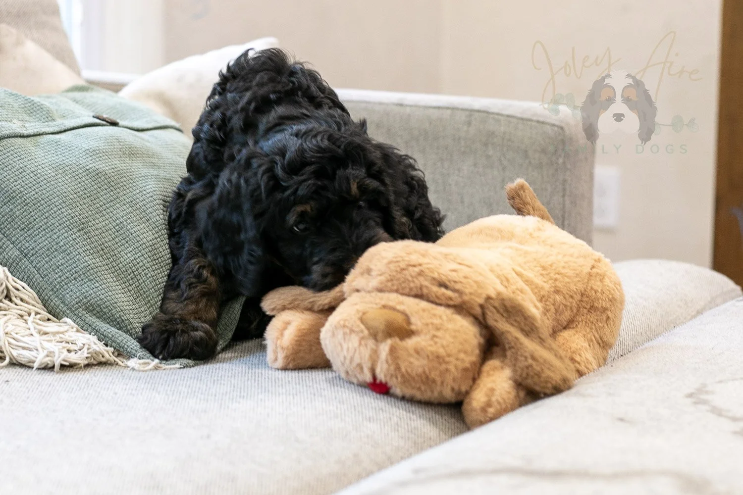Denali Bernedoodle Puppy-555.jpg