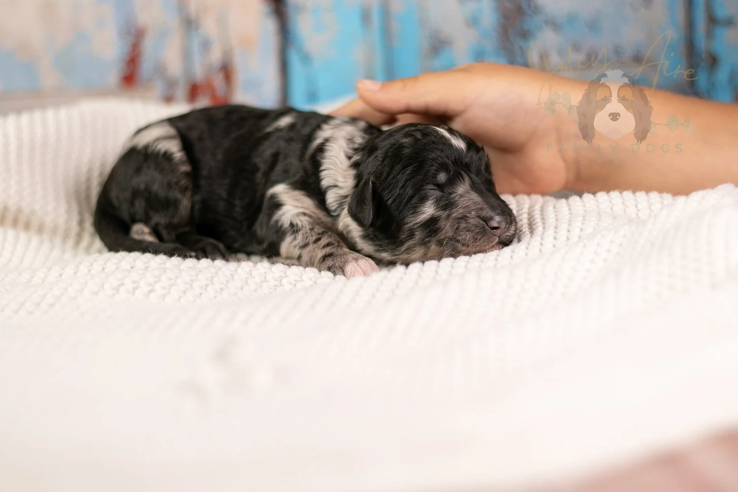 Bob Ross Bernedoodle Puppy-122.jpg