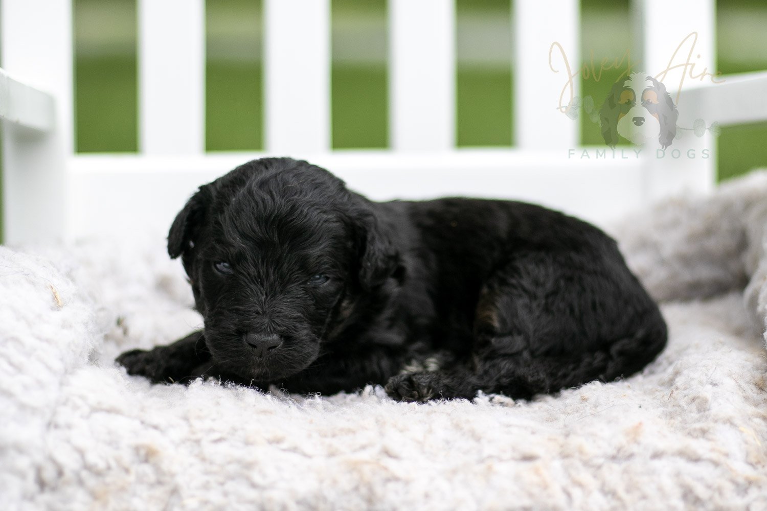 Andy Warhol Bernedoodle Puppy-711.jpg