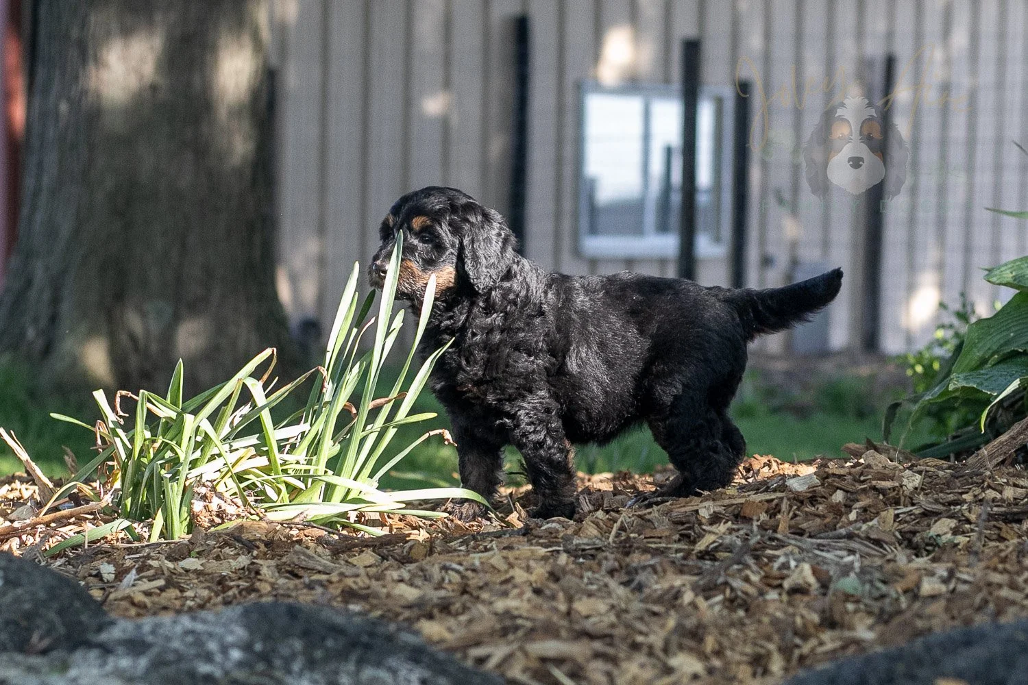 Piano Bernedoodle Puppy-19.jpg