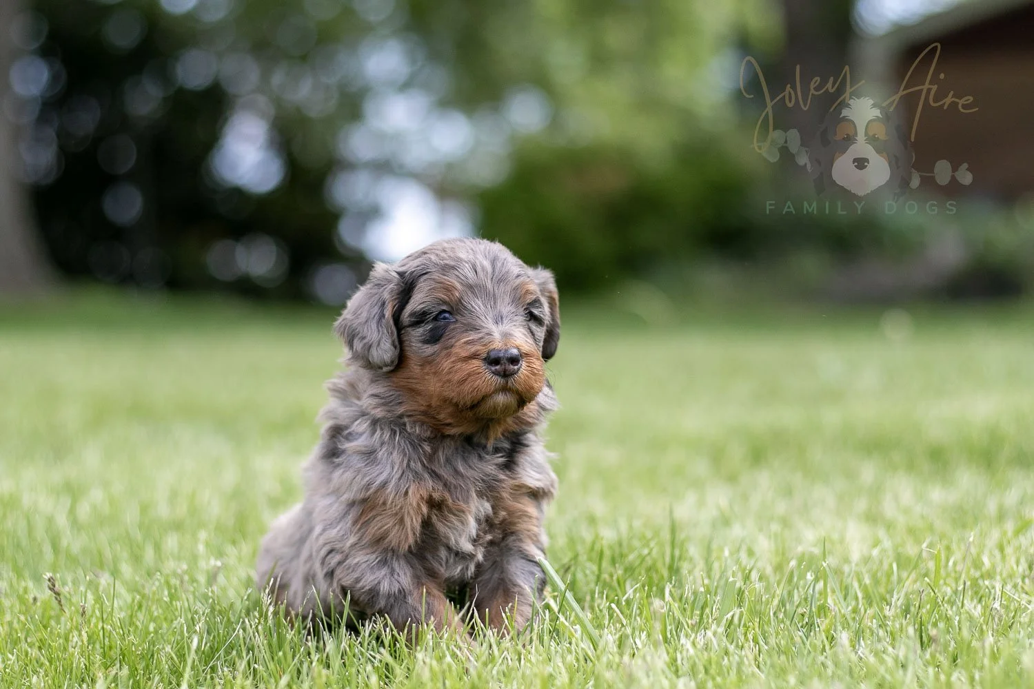 Flute Bernedoodle Puppy-30.jpg