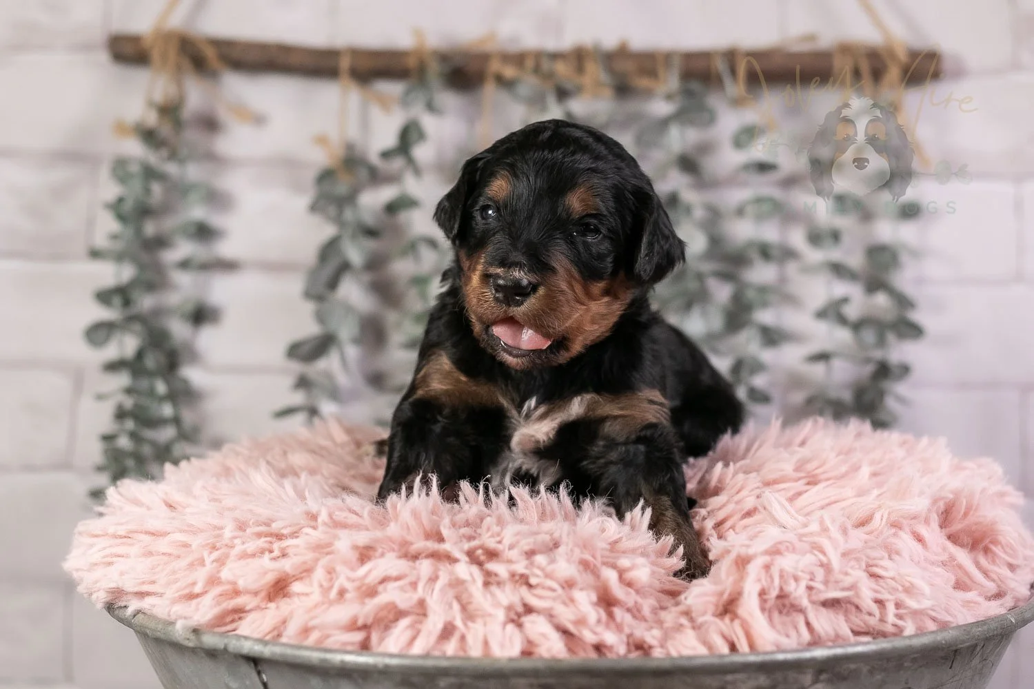 Banjo Bernedoodle Puppy-35.jpg