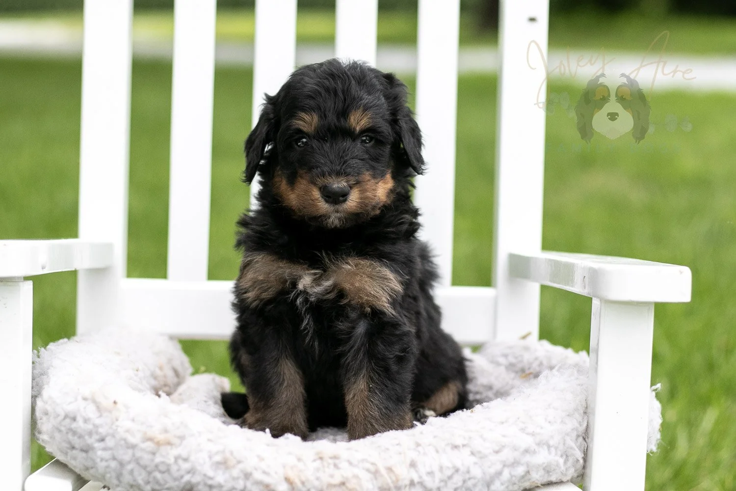 Gilbert Bernedoodle Puppy-871.jpg