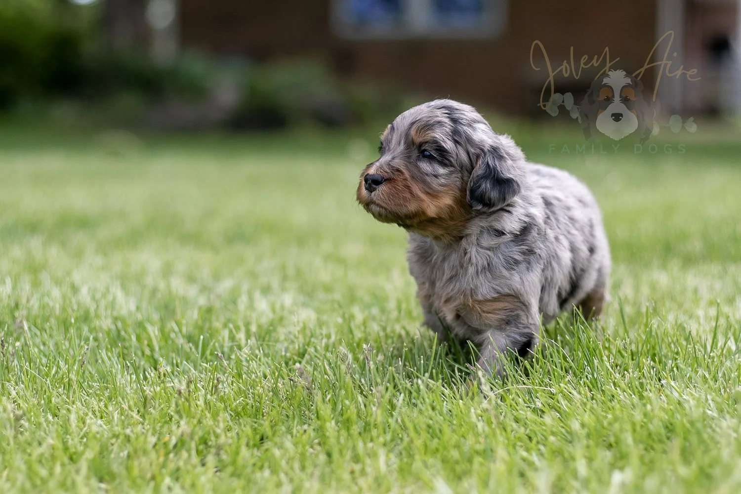 Ukelele Bernedoodle Puppy-40.jpg