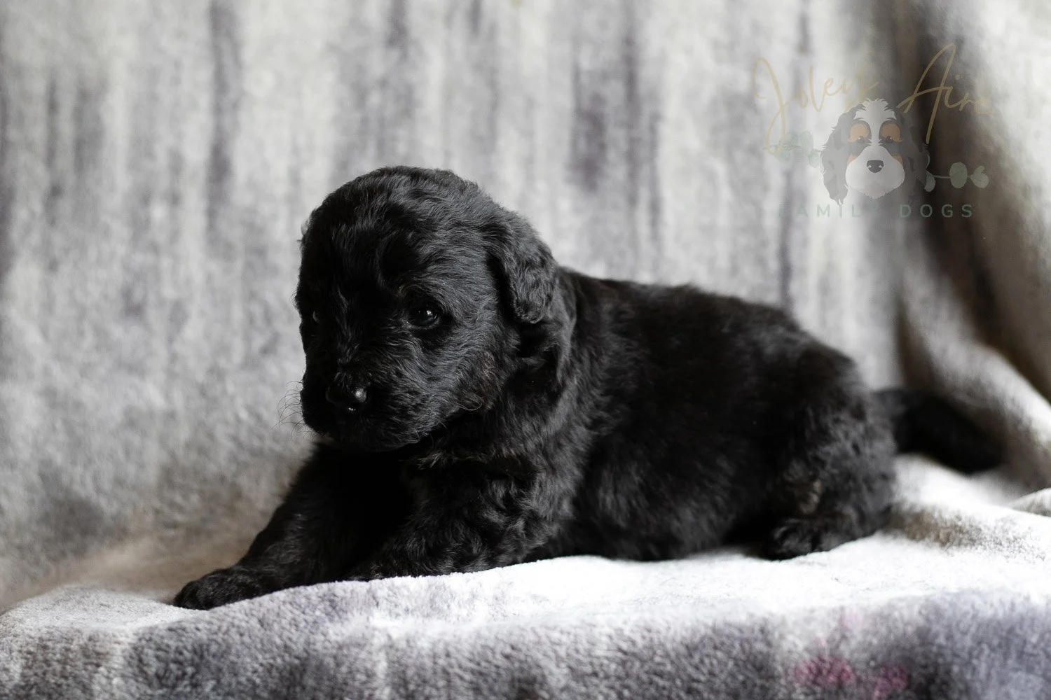 Andy Warhol Bernedoodle Puppy-128.jpg