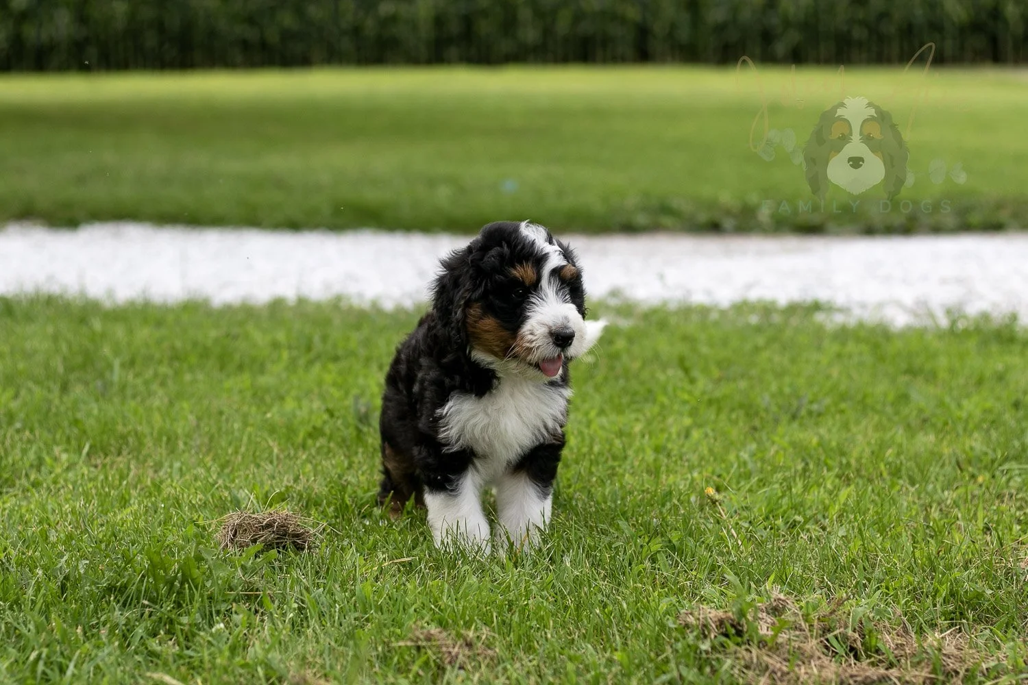Zion Bernedoodle Puppy-85.jpg