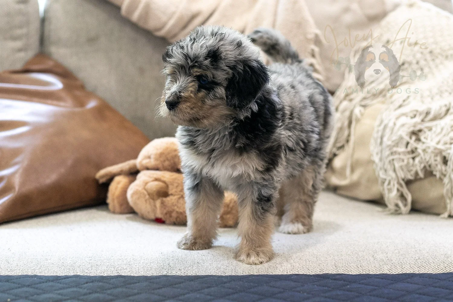 Mary Bernedoodle Puppy-299.jpg