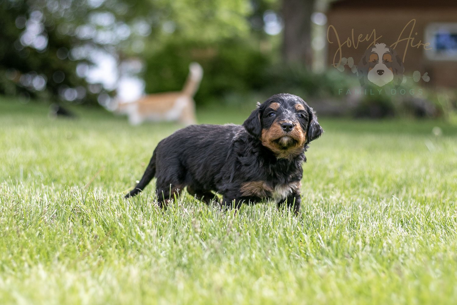 Banjo Bernedoodle Puppy-25.jpg