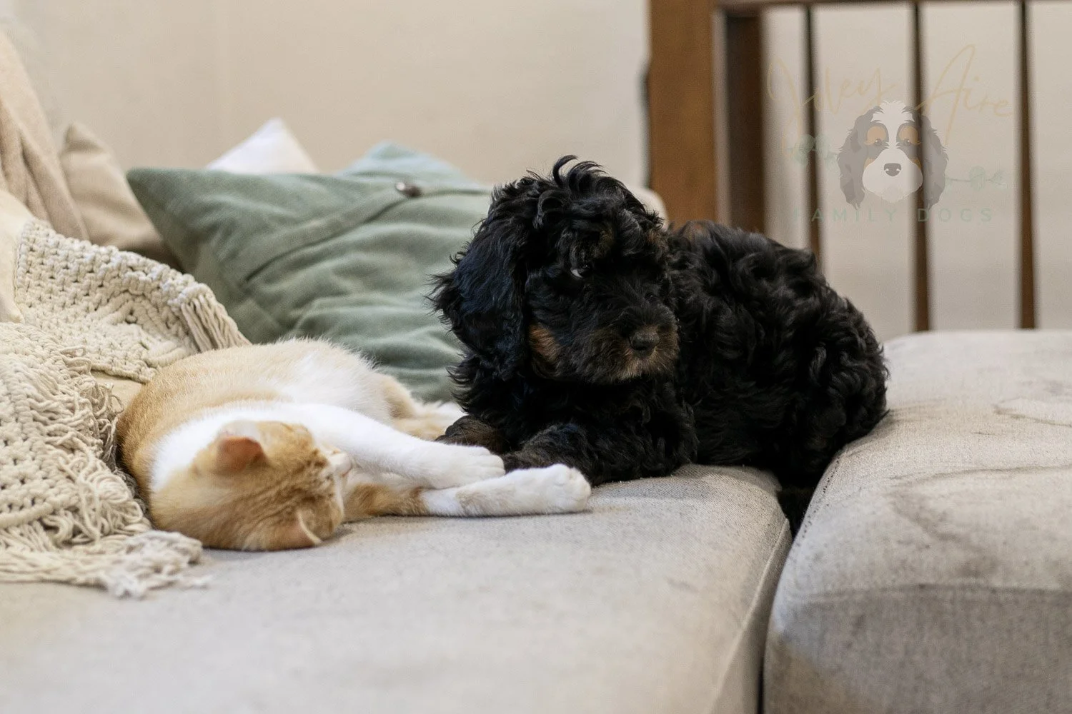 Acadia Bernedoodle Puppy-482.jpg