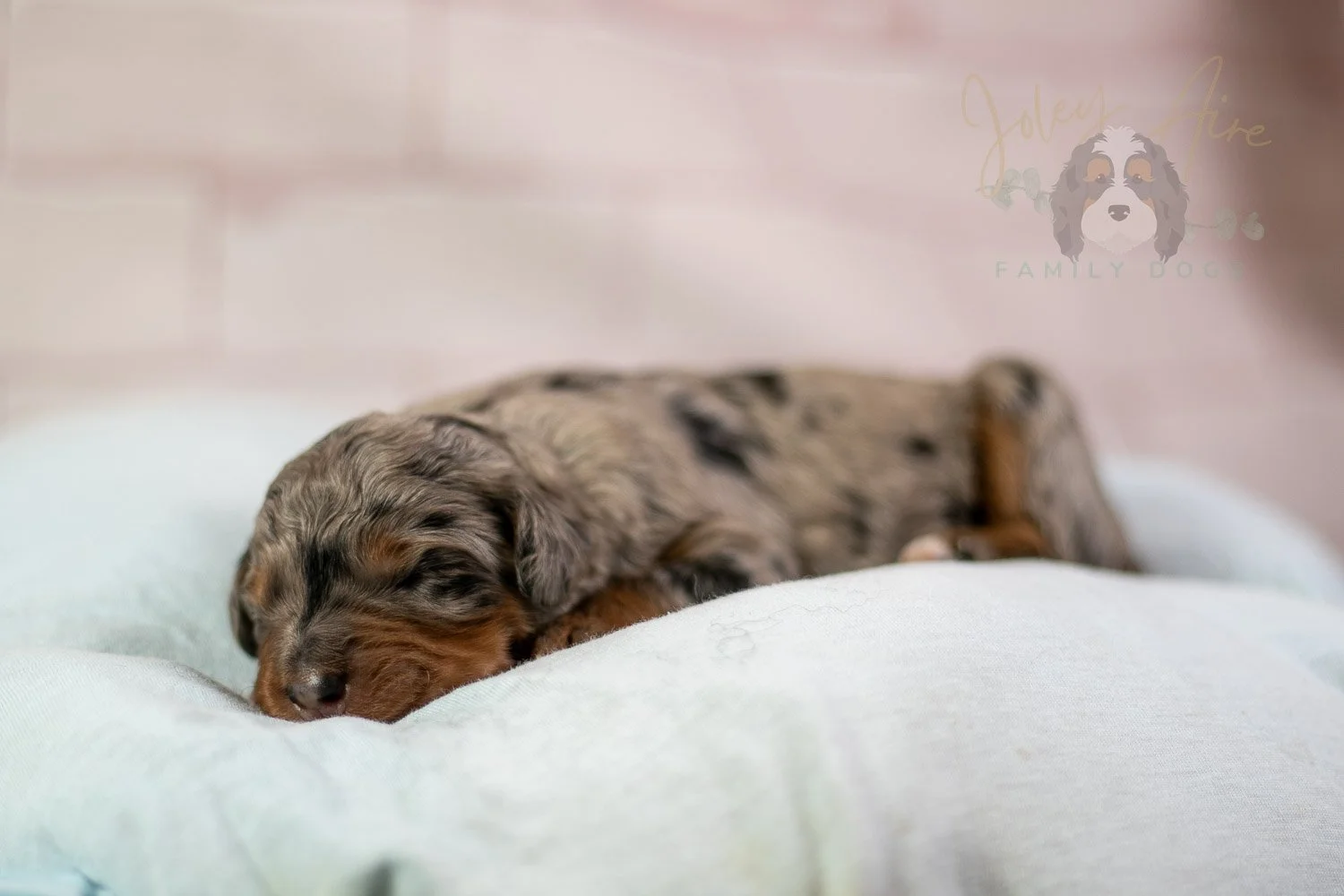Marilla Bernedoodle Puppy-41.jpg