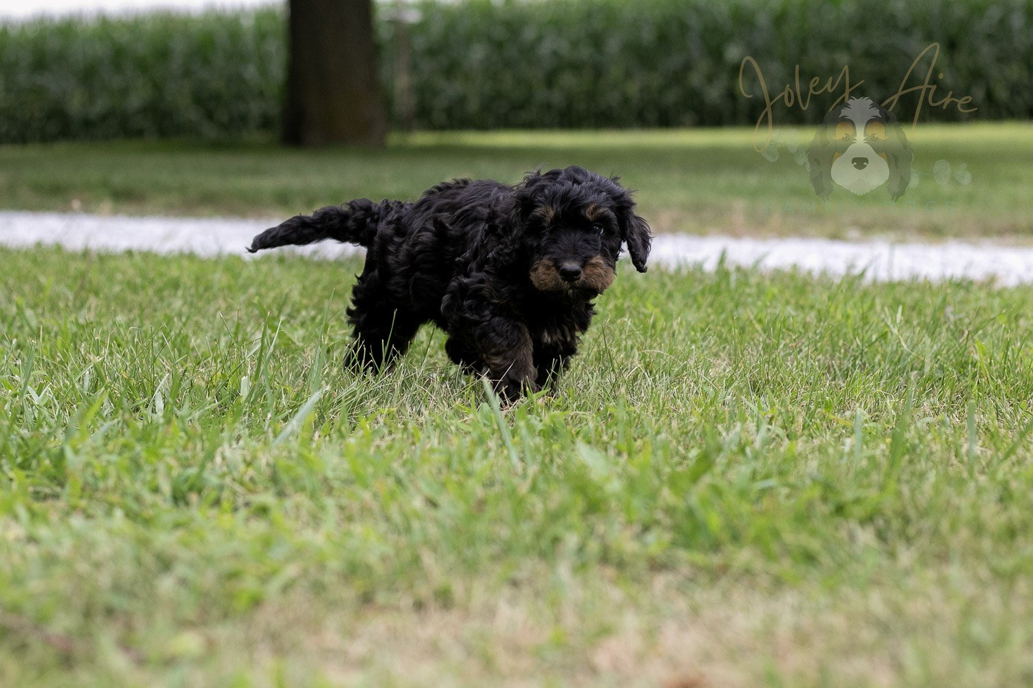 Bryce Bernedoodle Puppy-67.jpg