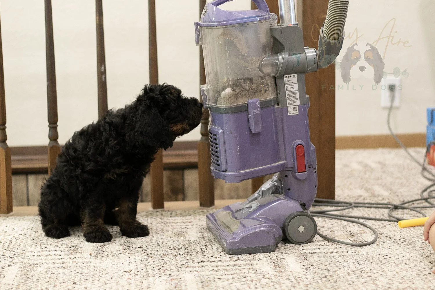 Acadia Bernedoodle Puppy-515.jpg