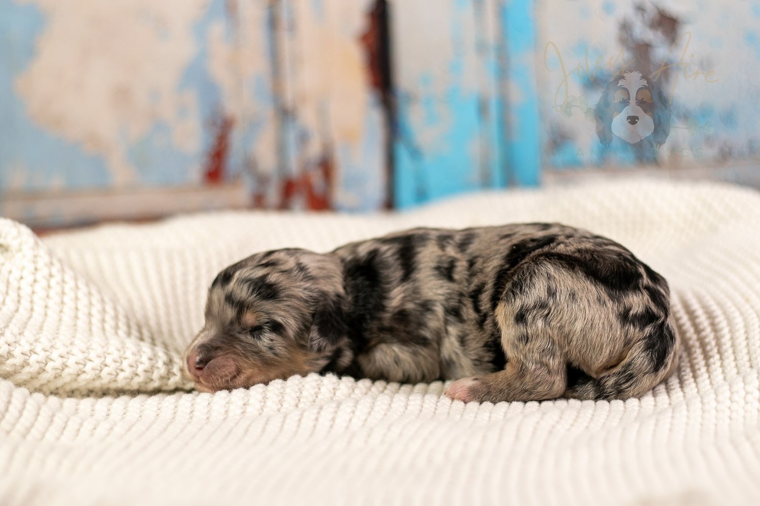 Mary Cassatt Bernedoodle Puppy-083.jpg