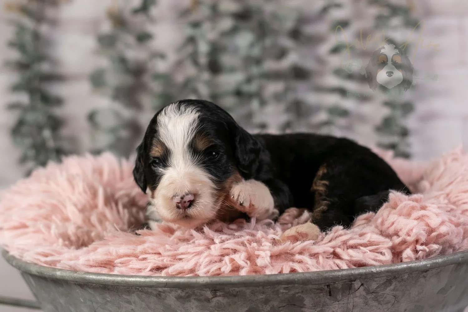 Harmonica Bernedoodle Puppy-24.jpg